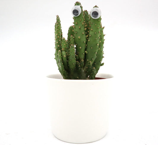 Mini Barbary Fig | Opuntia Monacantha mini-Indoor | 5 - 8cm - Greensouq -