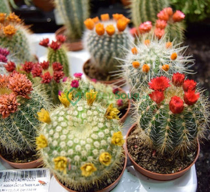 Ornamental Cactus 5 - 8cm - Greensouq - 