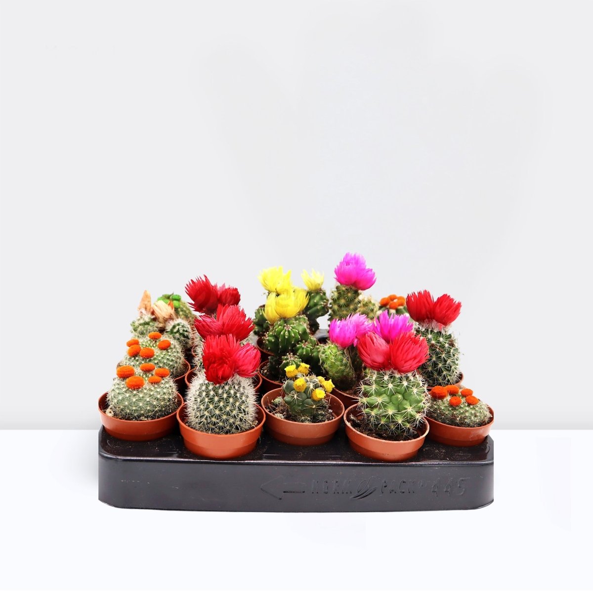 Ornamental Cactus 5 - 8cm - Greensouq - 