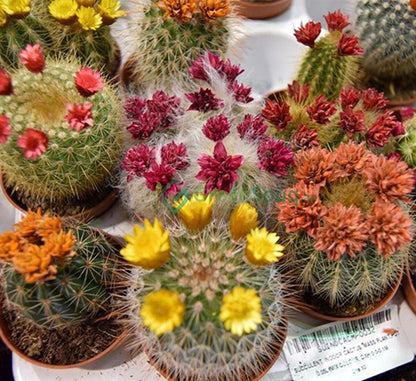 Ornamental Cactus 5 - 8cm - Greensouq - 