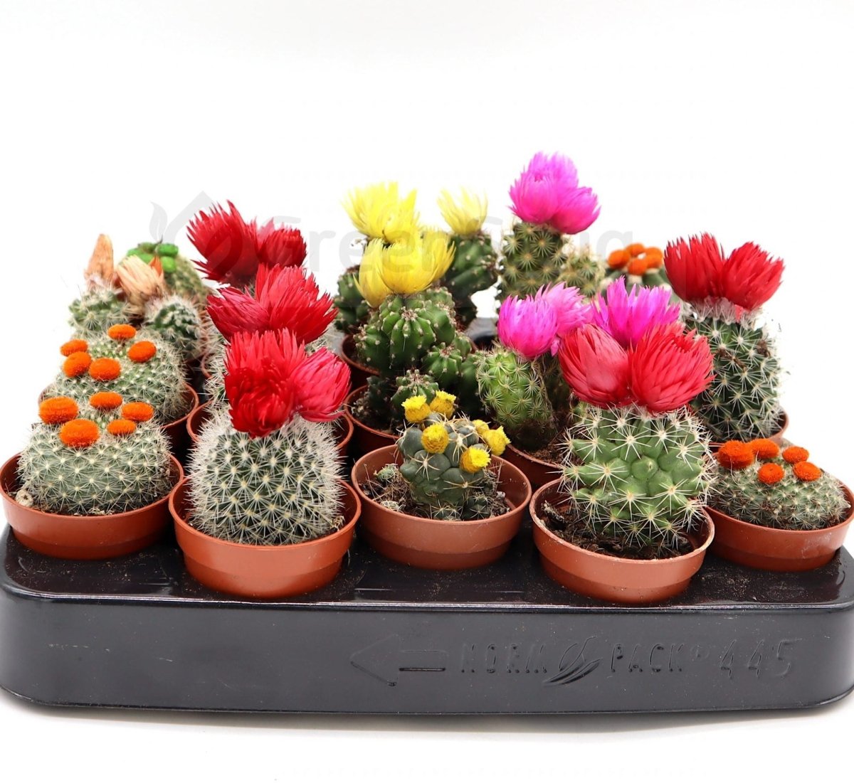 Ornamental Cactus 5 - 8cm - Greensouq - 