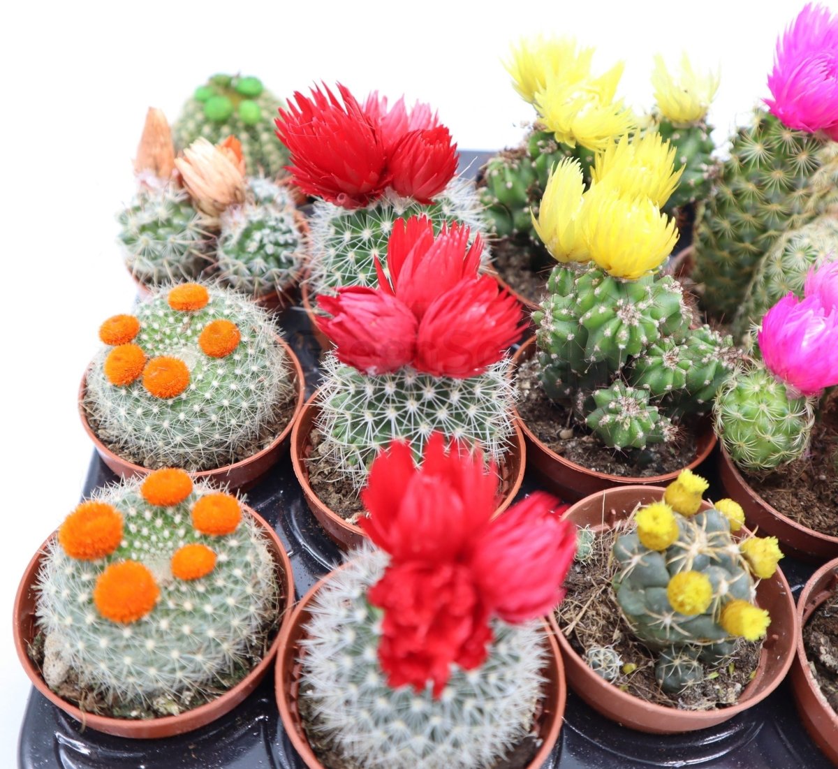 Ornamental Cactus 5 - 8cm - Greensouq - 