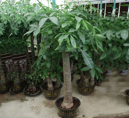 Pachira aquatica, Money Tree "120 - 150mm Trunk Dia" - Greensouq - 