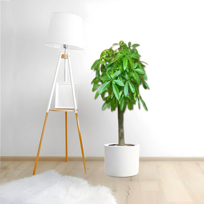 Pachira aquatica, Money Tree "120 - 150mm Trunk Dia" - Greensouq - 