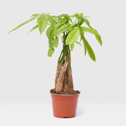 Pachira Aquatica (Money Tree) – 30cm - Greensouq - 