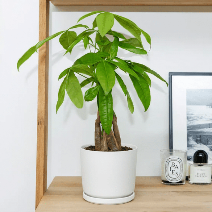 Pachira Aquatica twisted (Money Tree) – 30cm - Greensouq - 