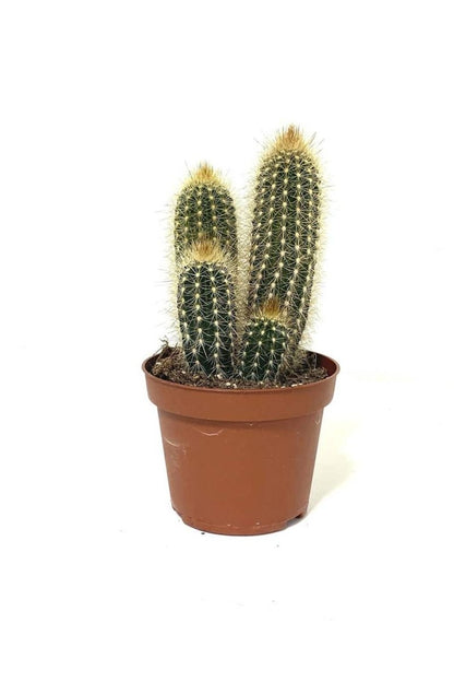 Pachy Cactus - Greensouq - 
