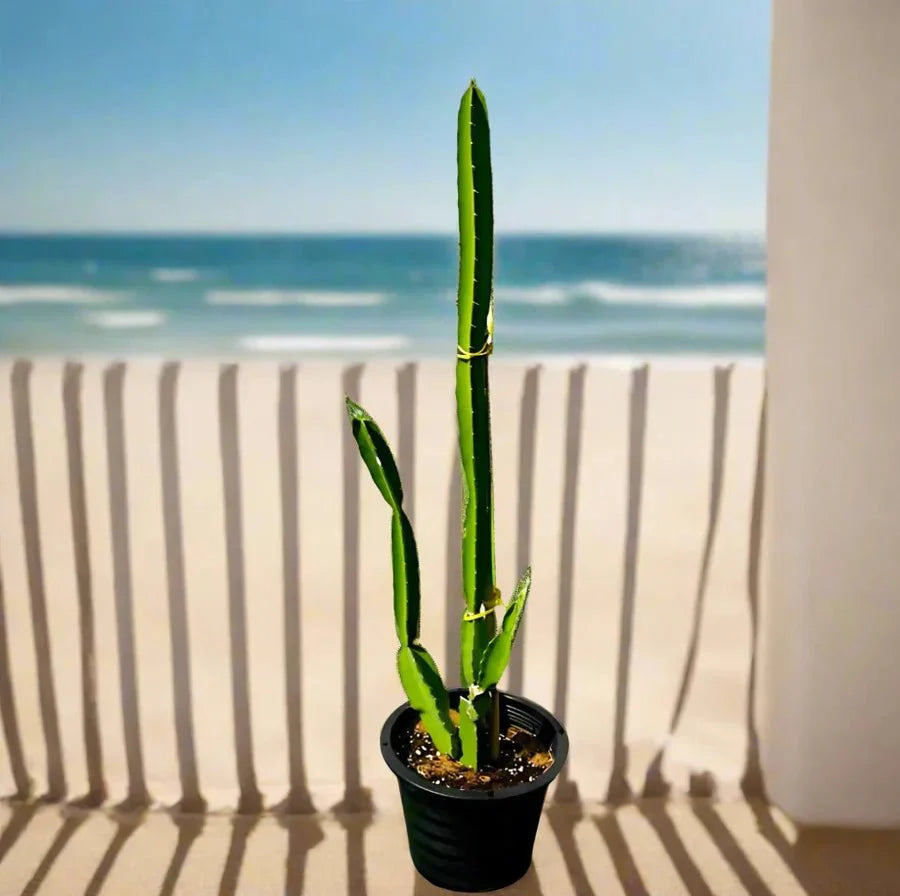 Pachycereus gaumeri or Kanzacam Cactus 0.6 - 0.8m - Greensouq - 