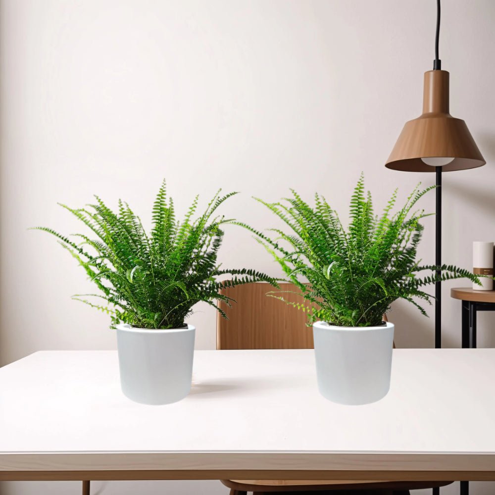 Boston Ferns Pair in Round Cement Pots - Greensouq -