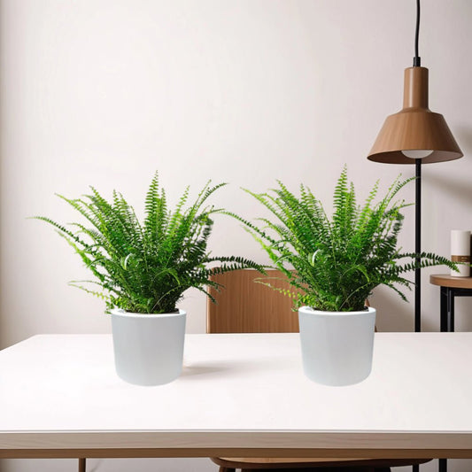 Boston Ferns Pair in Round Cement Pots - Greensouq -