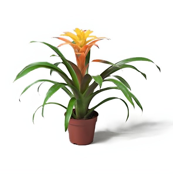 Bromeliad Pair | Pair of Guzmania Bromeliads - Greensouq -
