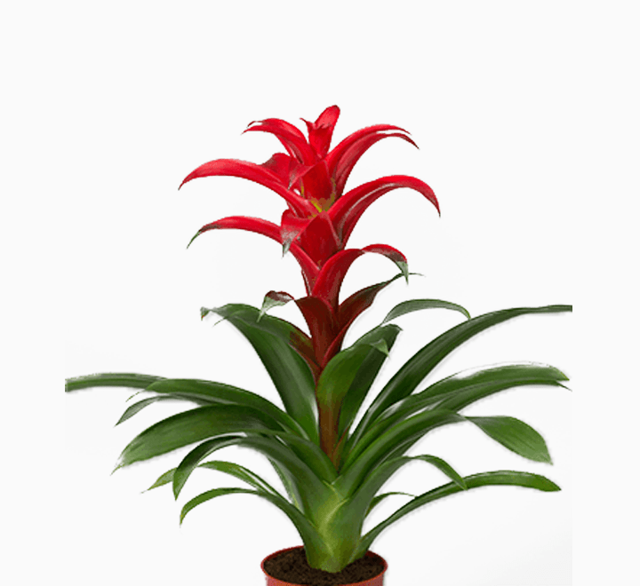 Bromeliad Pair | Pair of Guzmania Bromeliads - Greensouq -