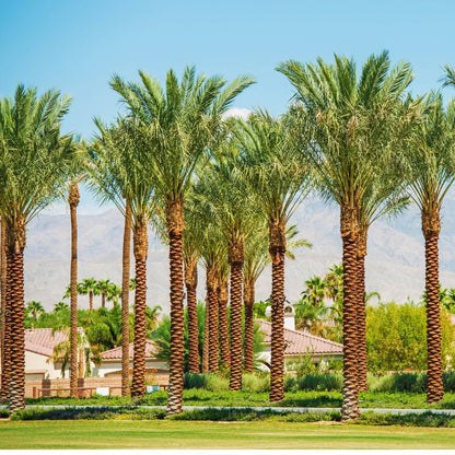 Palm Tree "Phoenix Dactylifera Or Date Palm" النخلة - Greensouq - 