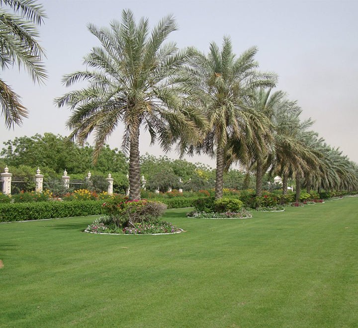 Palm Tree "Phoenix Dactylifera Or Date Palm" النخلة - Greensouq - 