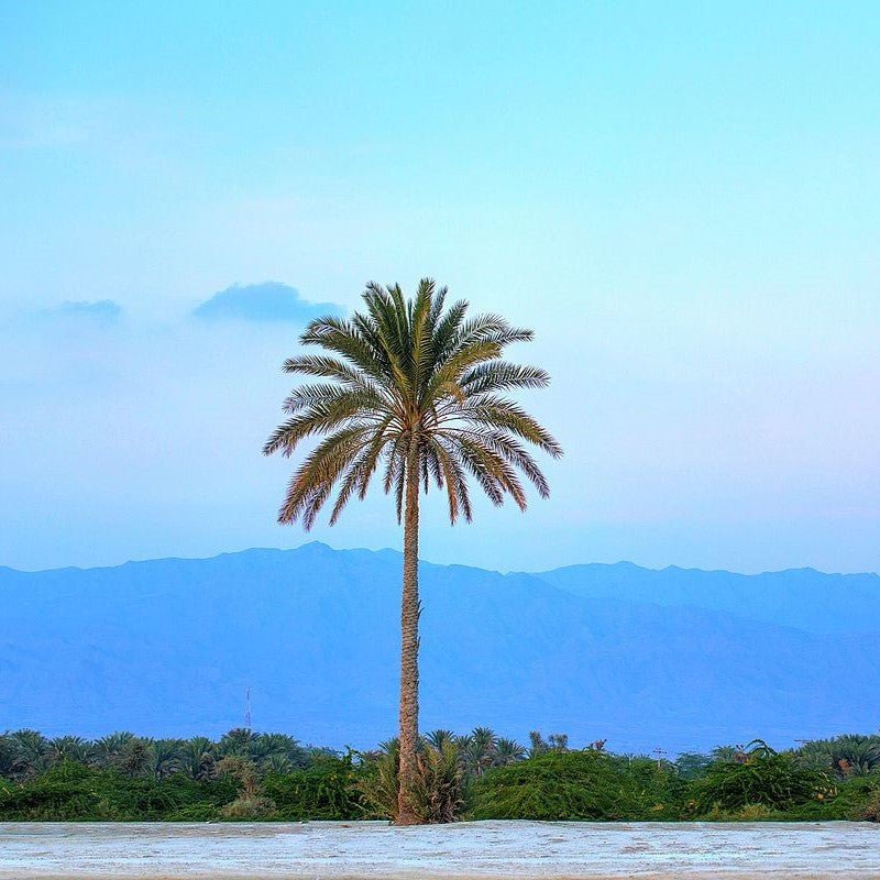 Palm Tree "Phoenix Dactylifera Or Date Palm" النخلة - Greensouq - 