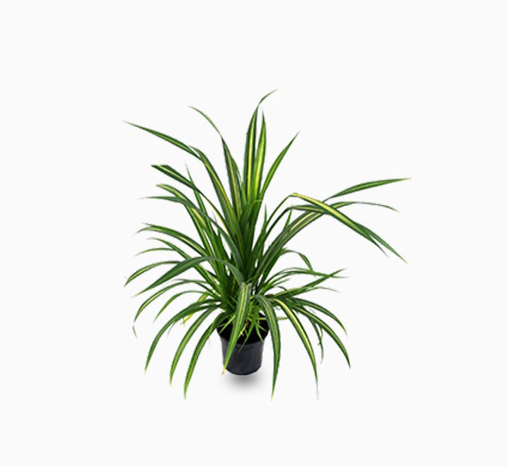 Pandanus Baptistii - Greensouq - 
