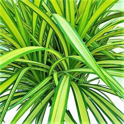 Pandanus Baptistii - Greensouq - 