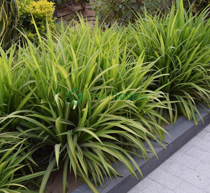 Pandanus Baptistii Variegata - Greensouq - 