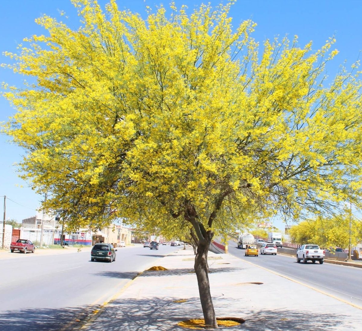 Parkinsonia Aculeata, Jerusalem Thorn Tree - Greensouq - 