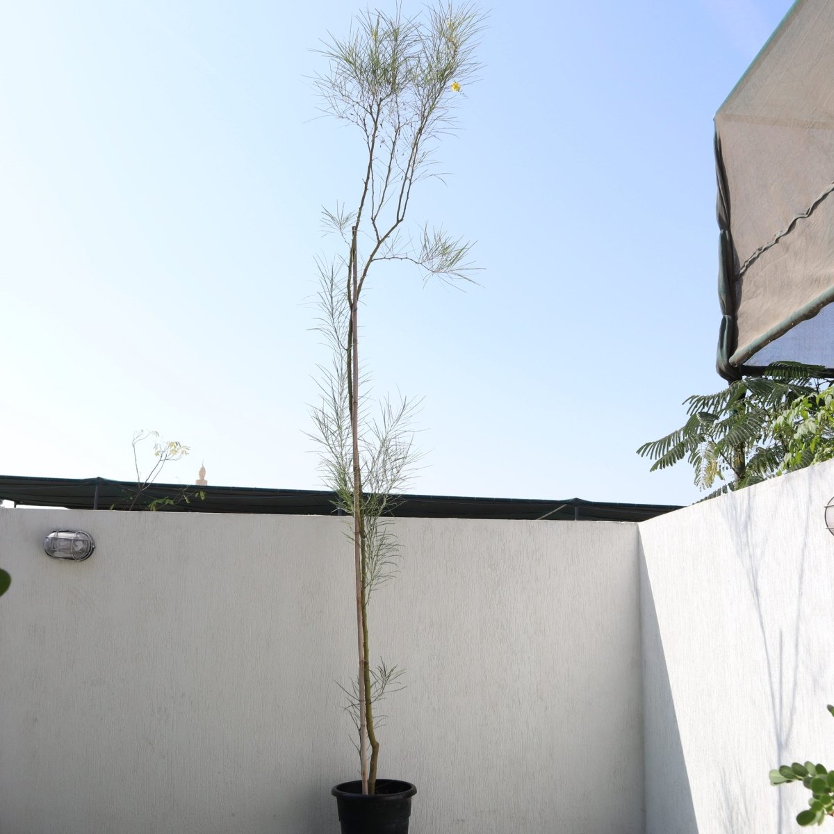 Parkinsonia Aculeata, Jerusalem Thorn Tree - Greensouq - 
