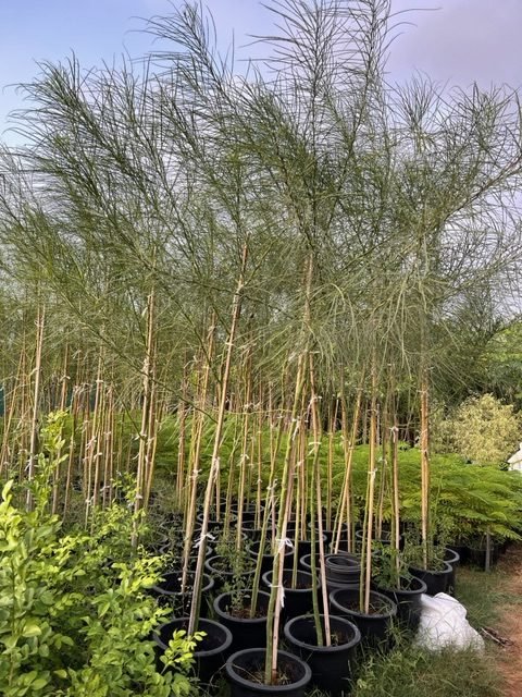 Parkinsonia Aculeata, Jerusalem Thorn Tree - Greensouq - 