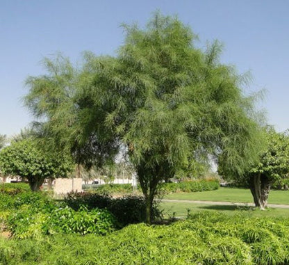 Parkinsonia Aculeata, Jerusalem Thorn Tree - Greensouq - 