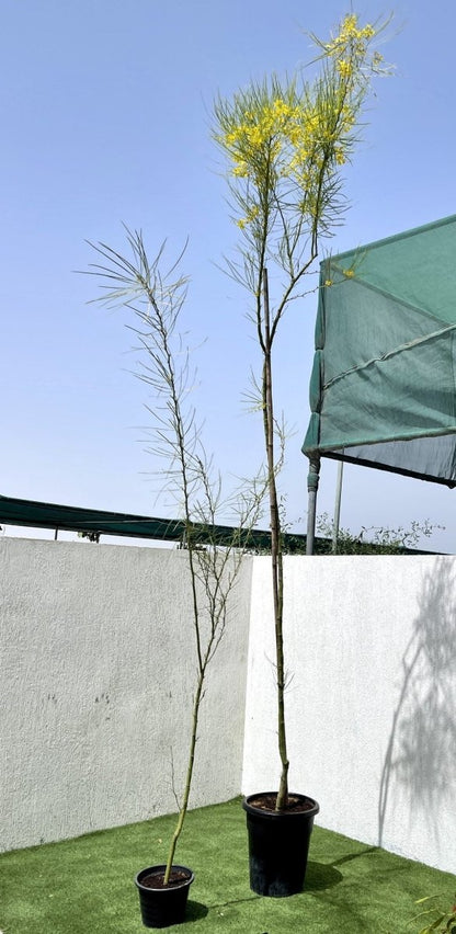Parkinsonia Aculeata, Jerusalem Thorn Tree - Greensouq - 