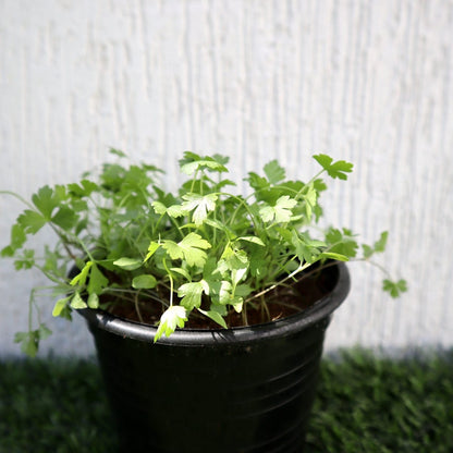 Agrimax Parsley Seeds - Greensouq -