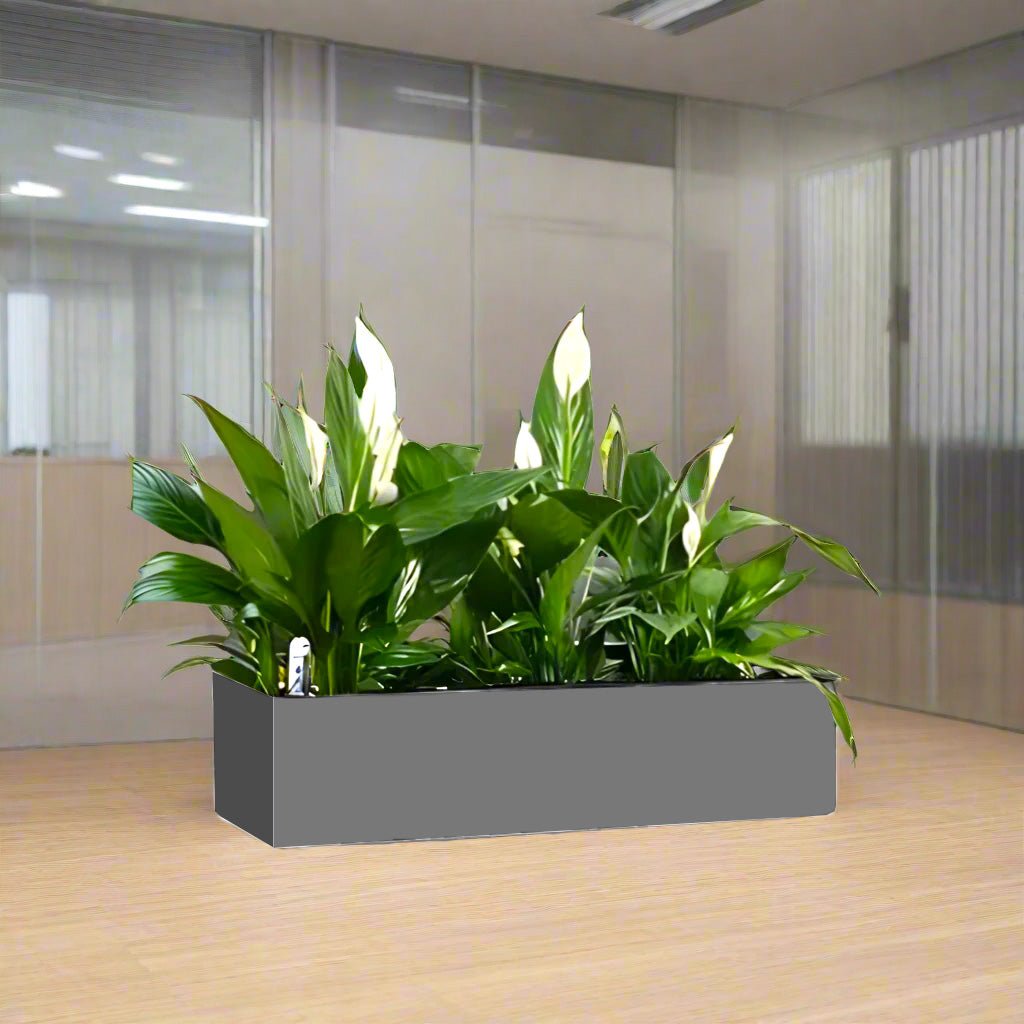 Peace Lily Trio Indoor Trio in Fiber Glass Planter (GRP) (90x30x30cm) - Greensouq -