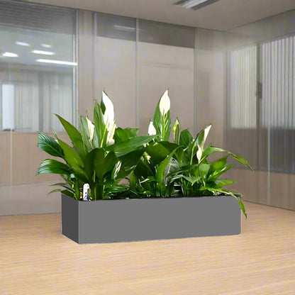 Peace Lily Trio Indoor Trio in Fiber Glass Planter (GRP) (90x30x30cm) - Greensouq -