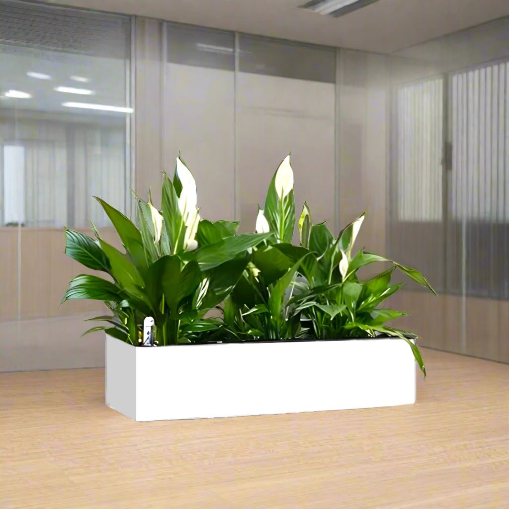 Peace Lily Trio Indoor Trio in Fiber Glass Planter (GRP) (90x30x30cm) - Greensouq -