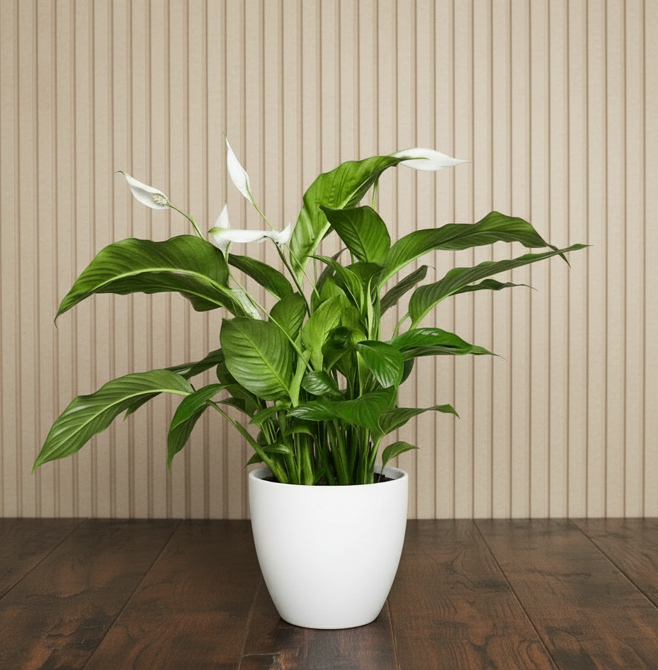 Peace Lily or Spathiphyllum or "زنبق السلام"