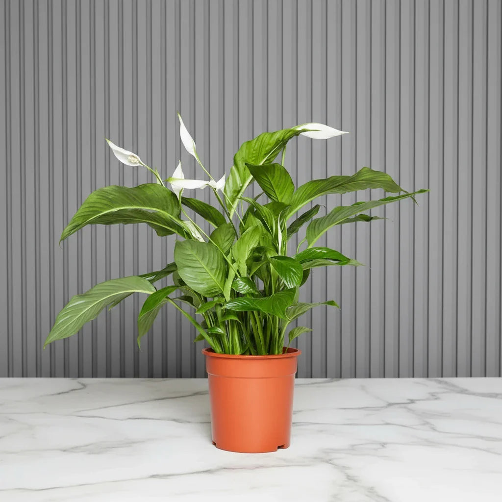 Peace Lily or Spathiphyllum or "زنبق السلام" - Greensouq - 