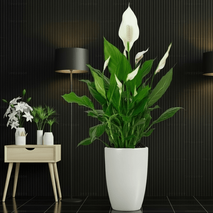 Peace Lily or Spathiphyllum or "زنبق السلام" - Greensouq - 