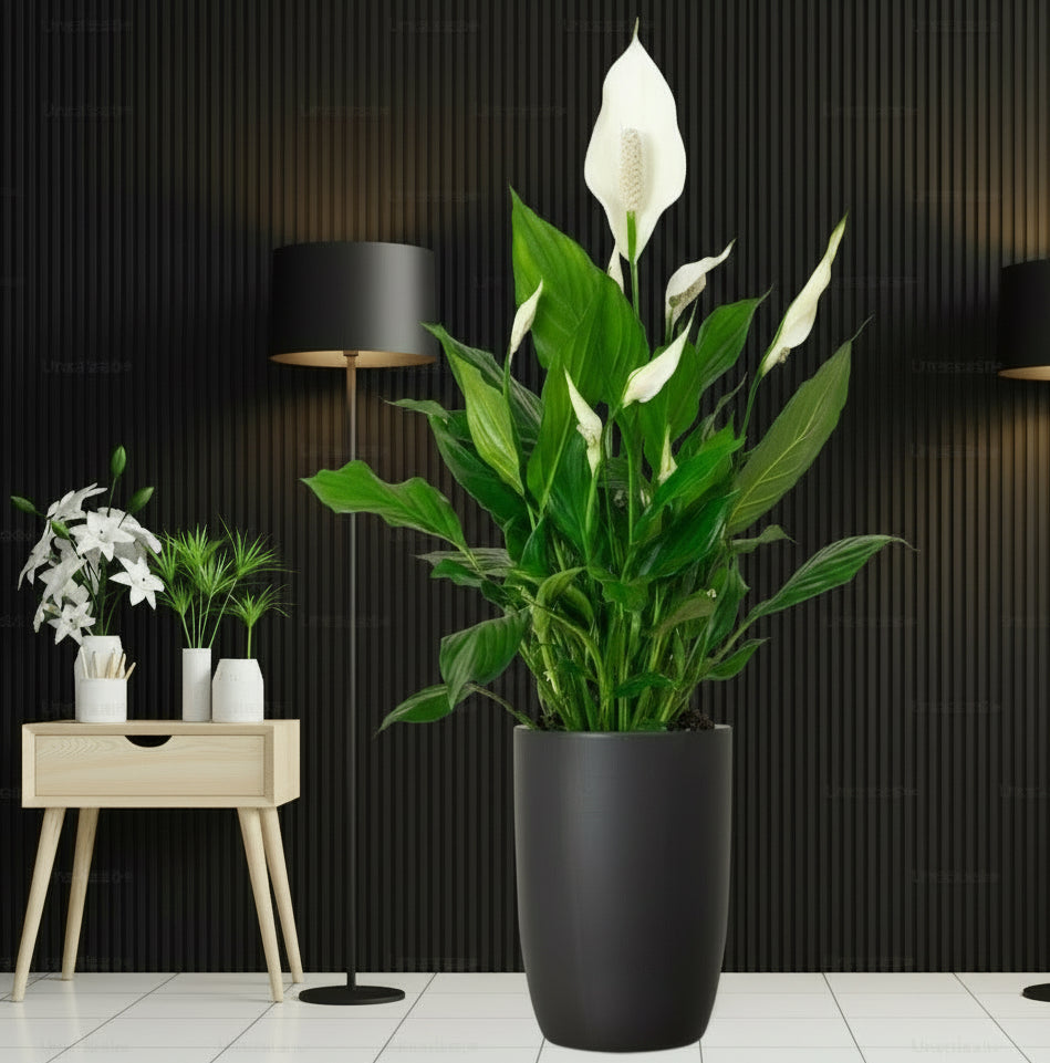 Peace Lily or Spathiphyllum or "زنبق السلام" - Greensouq - 