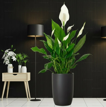 Peace Lily or Spathiphyllum or "زنبق السلام" - Greensouq - 