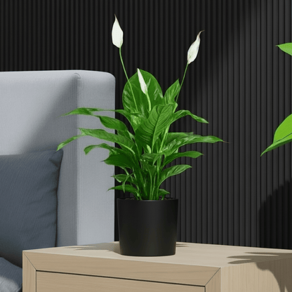 Peace Lily or Spathiphyllum or "زنبق السلام" - Greensouq - 