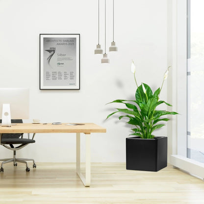 Peace Lily or Spathiphyllum or "زنبق السلام" in Grp Square Pot 30x30 - Greensouq - 