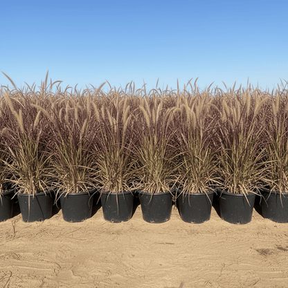 Pennisetum Rubrum (Purple Fountain Grass, African Fountain Grass, Tender Fountain Grass) - Greensouq - 