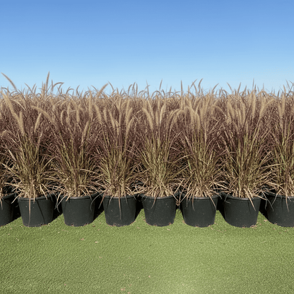 Pennisetum Rubrum (Purple Fountain Grass, African Fountain Grass, Tender Fountain Grass) - Greensouq - 
