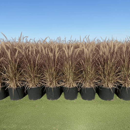 Pennisetum Rubrum (Purple Fountain Grass, African Fountain Grass, Tender Fountain Grass) - Greensouq - 