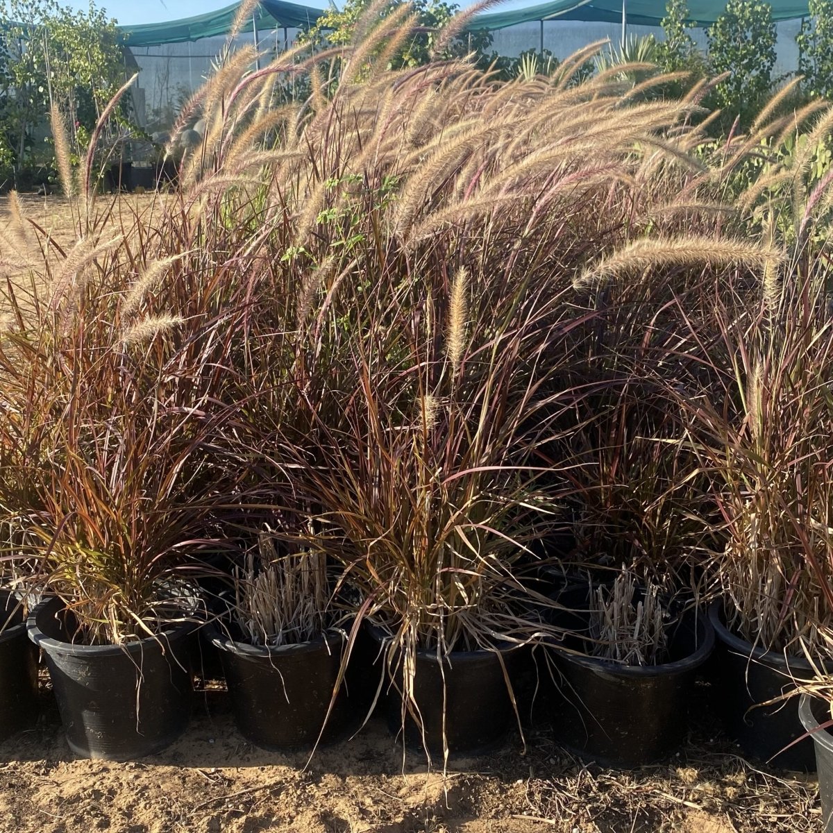 Pennisetum Rubrum (Purple Fountain Grass, African Fountain Grass, Tender Fountain Grass) - Greensouq - 