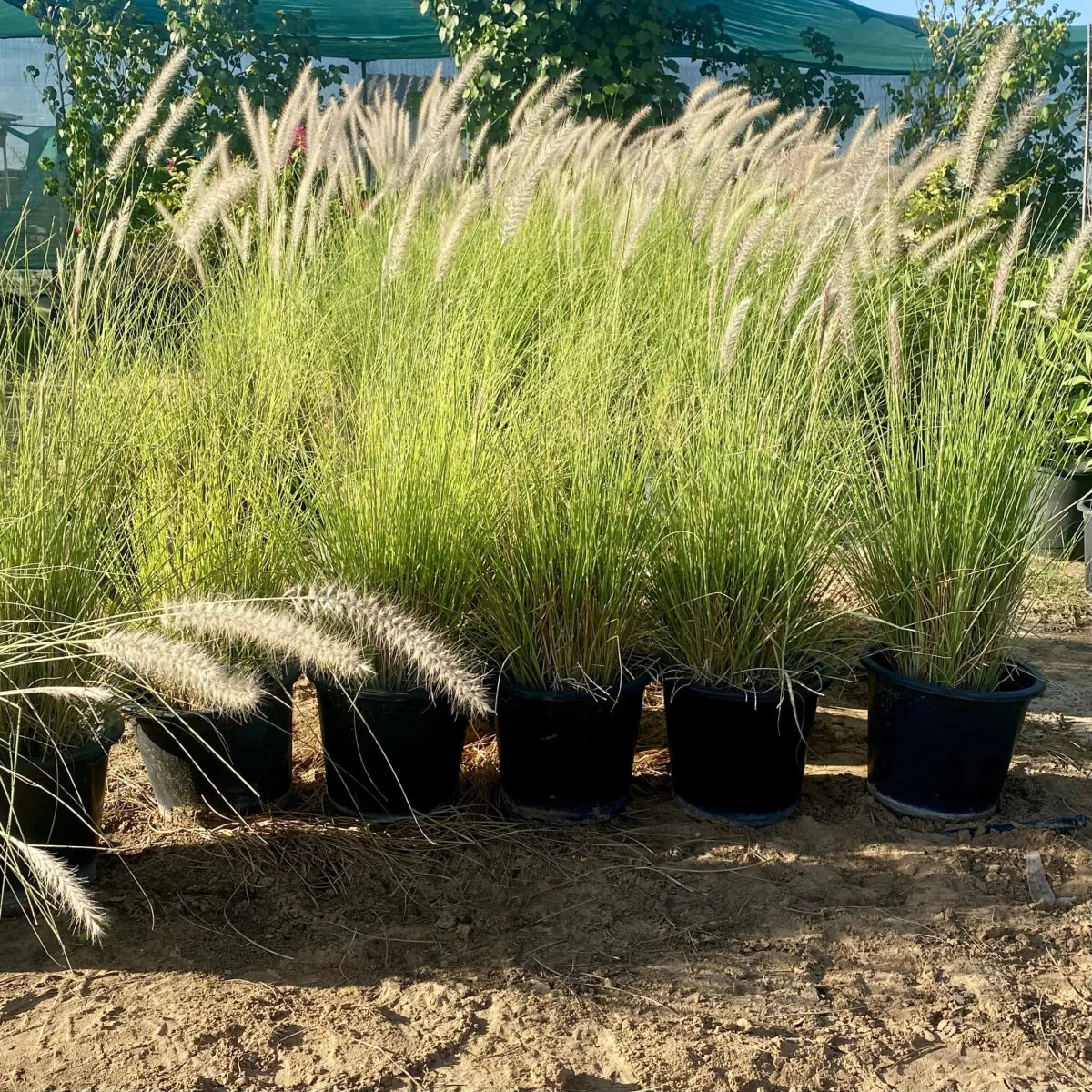 Pennisetum Setaceum | African Fountain Grass | Tender Fountain Grass - Greensouq - 