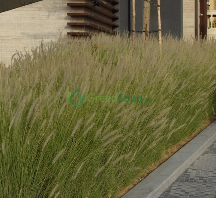 Pennisetum Setaceum | African Fountain Grass | Tender Fountain Grass - Greensouq - 