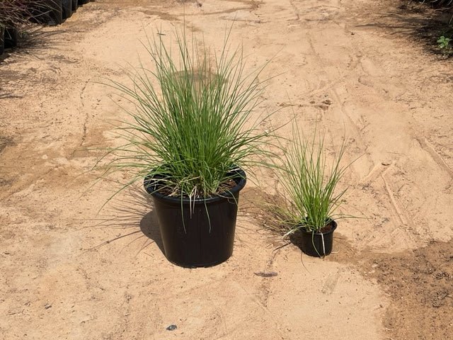 Pennisetum Setaceum | African Fountain Grass | Tender Fountain Grass - Greensouq - 