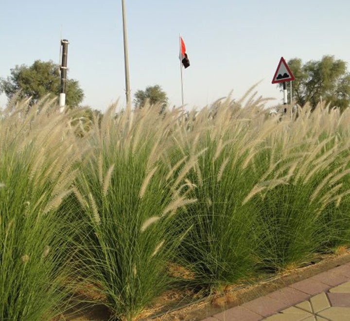 Pennisetum Setaceum | African Fountain Grass | Tender Fountain Grass - Greensouq - 