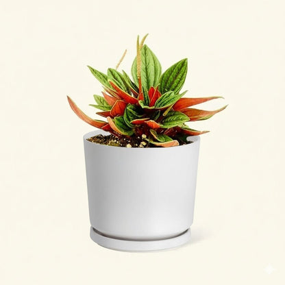 Peperomia caperata - Greensouq - 