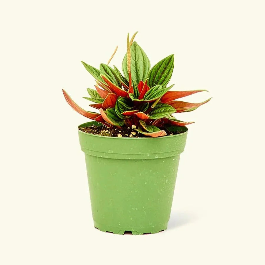 Peperomia caperata - Greensouq - 