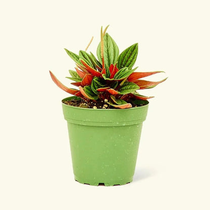 Peperomia caperata - Greensouq - 