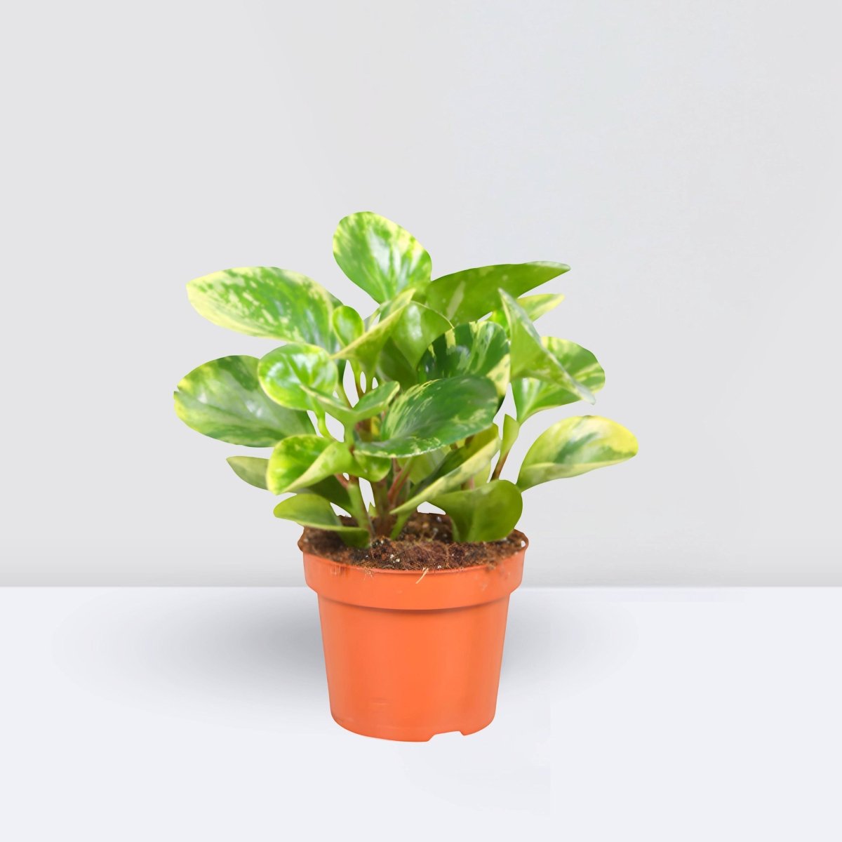 Peperomia marble or Variegated Peperomia 10 - 15cm - Greensouq - 